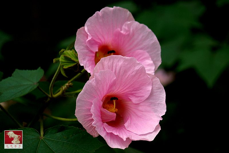 芙蓉花