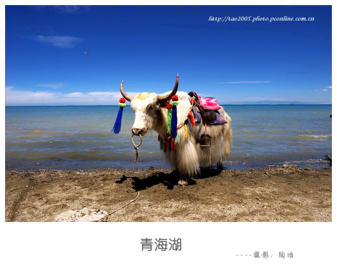 大美青海湖