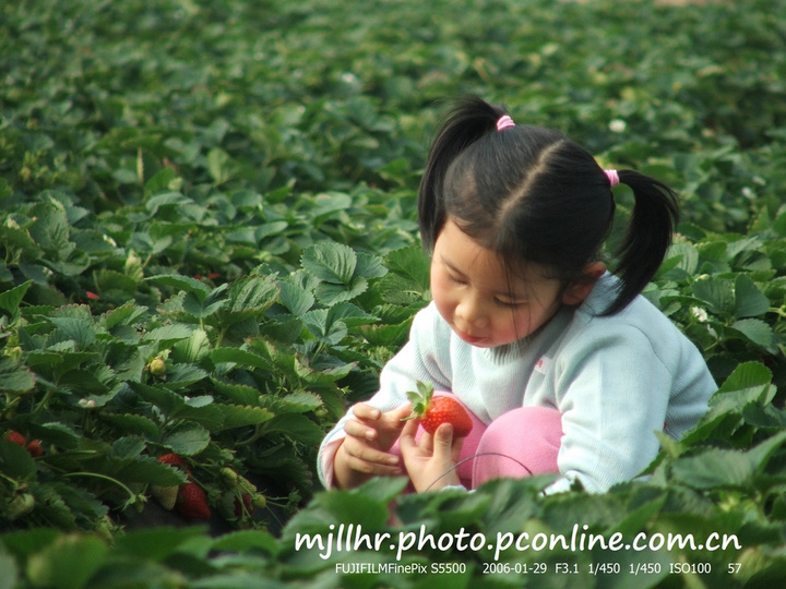 【摘草莓摄影图片】广州-帽峰山其他摄影_阿伦