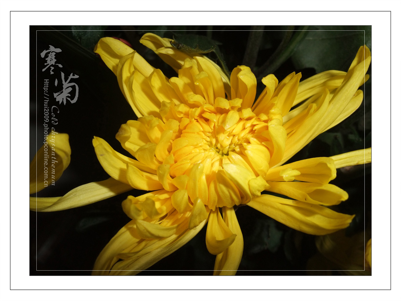 寒菊