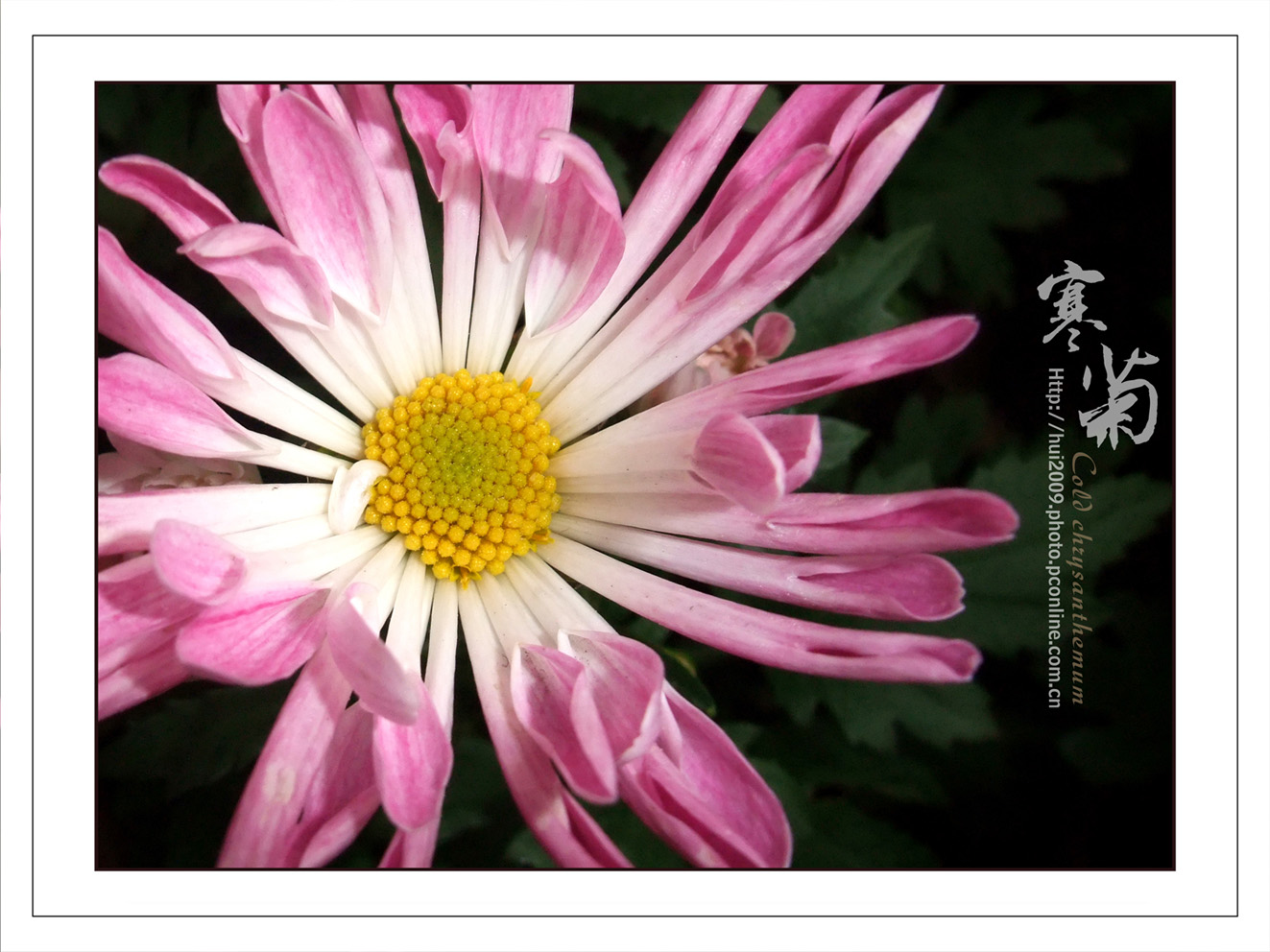 寒菊
