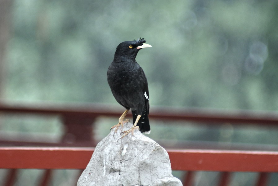 听话的八哥