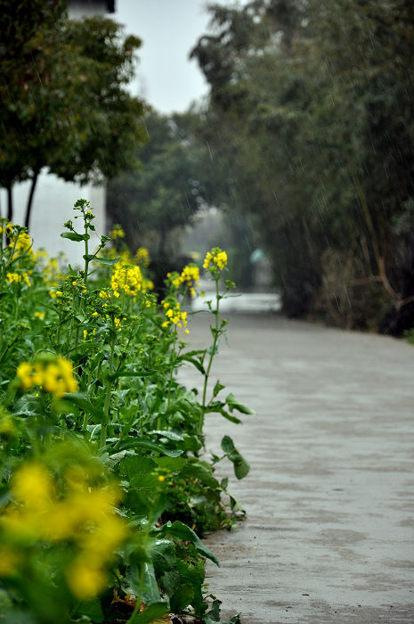 春雨