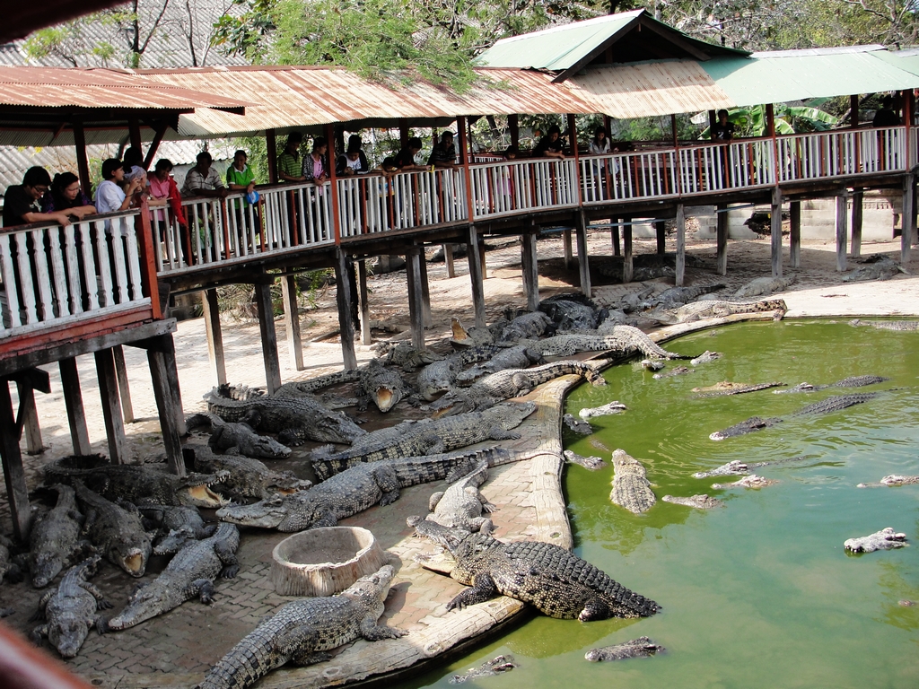 泰国北榄鳄鱼湖-中关村在线摄影论坛