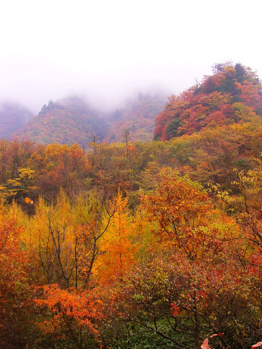 深秋红叶浓美景光雾山