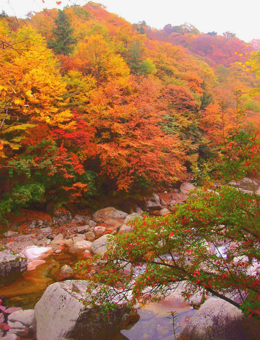 深秋红叶浓美景光雾山