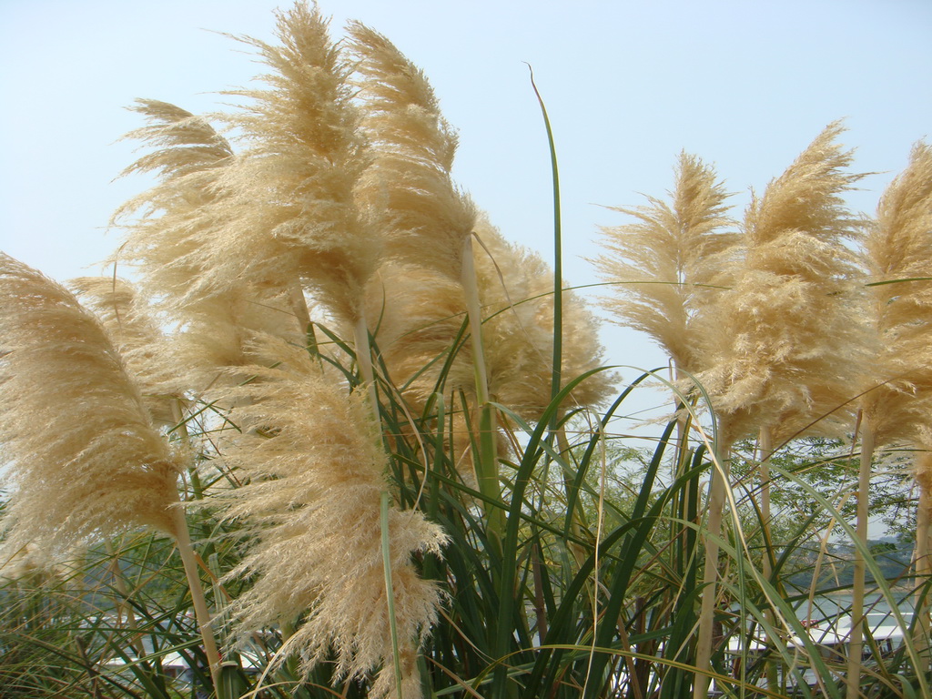 芦花
