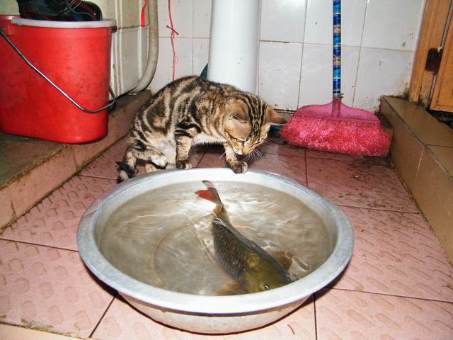 小猫捉鱼