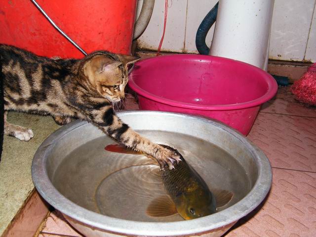 小猫捉鱼