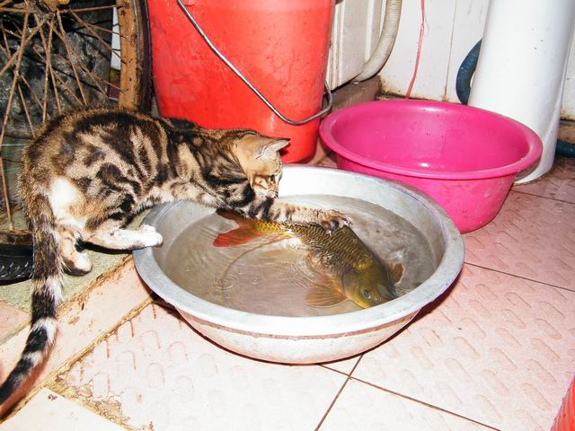 小猫捉鱼
