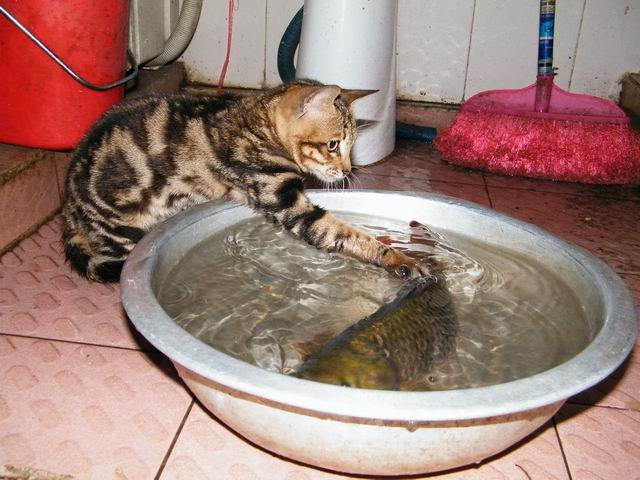 小猫捉鱼
