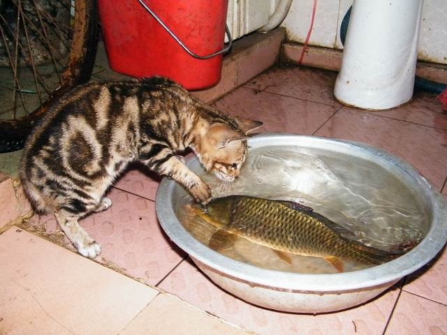 小猫捉鱼