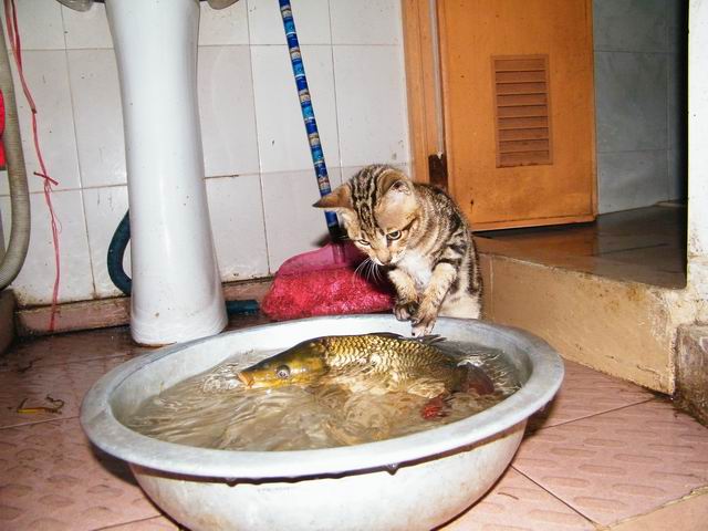 小猫捉鱼