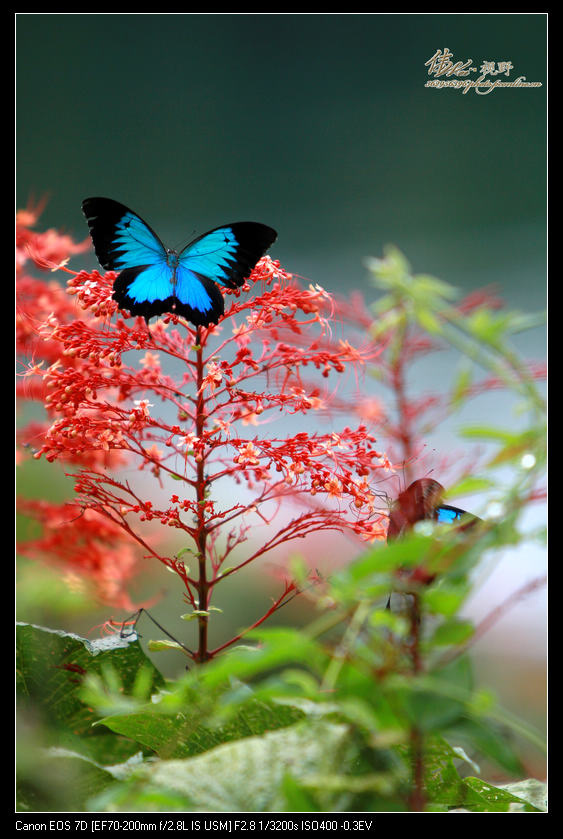 蝶恋花
