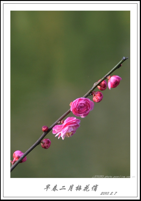 早春二月梅花俏