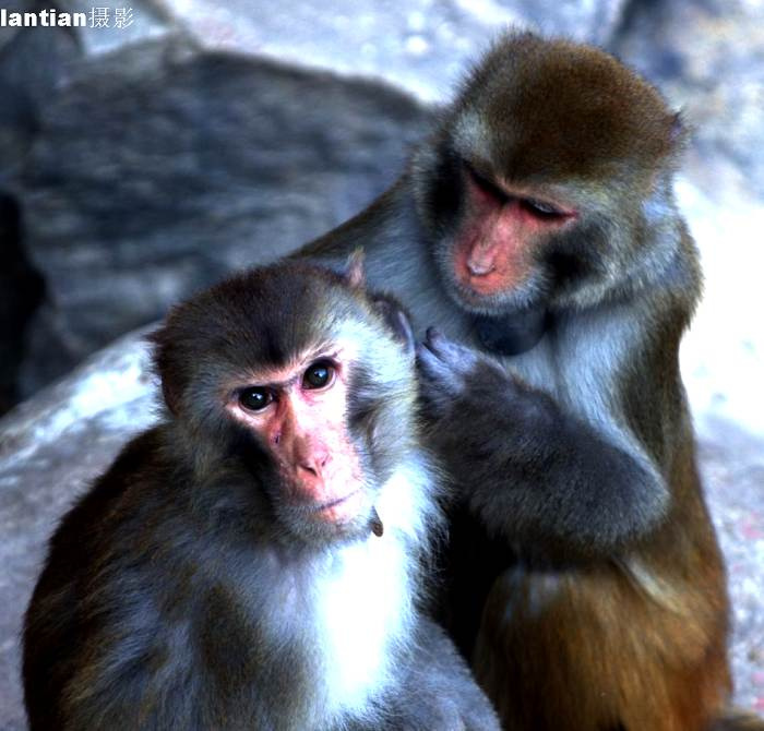 【小猴哥摄影图片】北岭动物园生态摄影