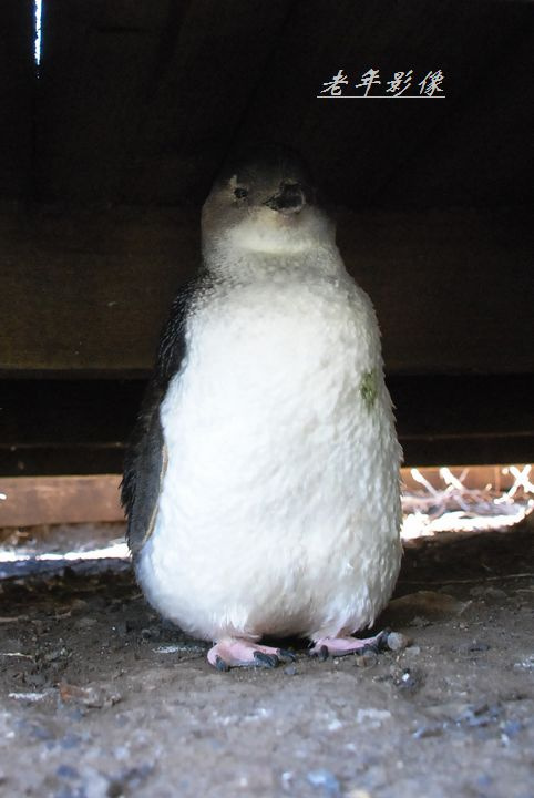 【澳洲风光·企鹅岛摄影图片】菲利浦岛(企鹅