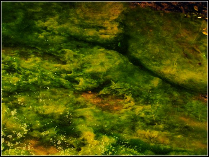 水青苔