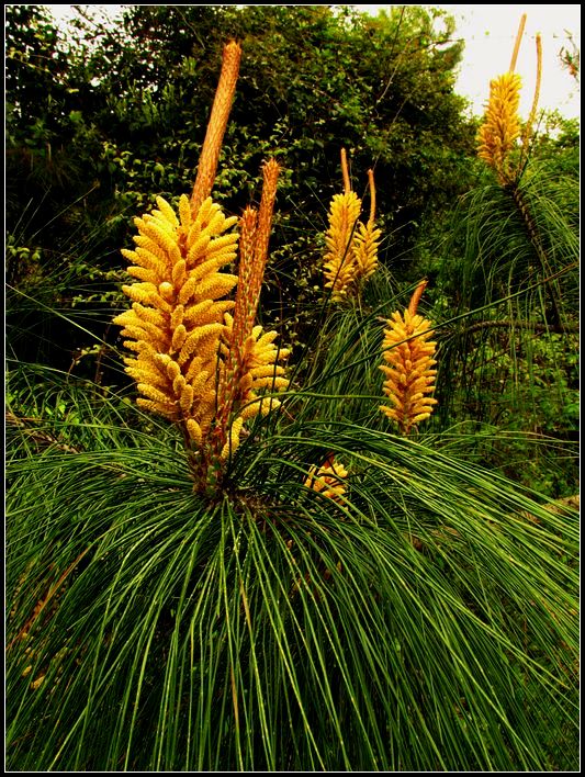 另类之花——松树花