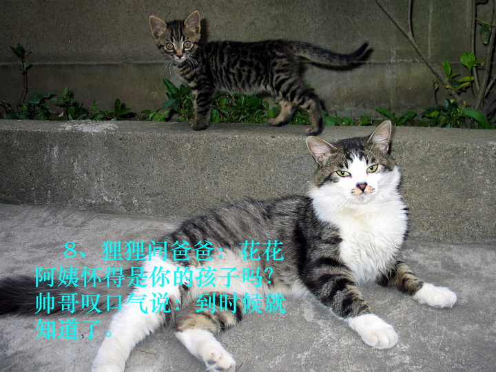 【摄影小说:猫窝婚变记摄影图片】上海老色廊