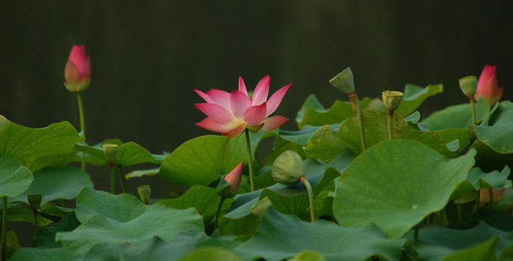 莲_荷花