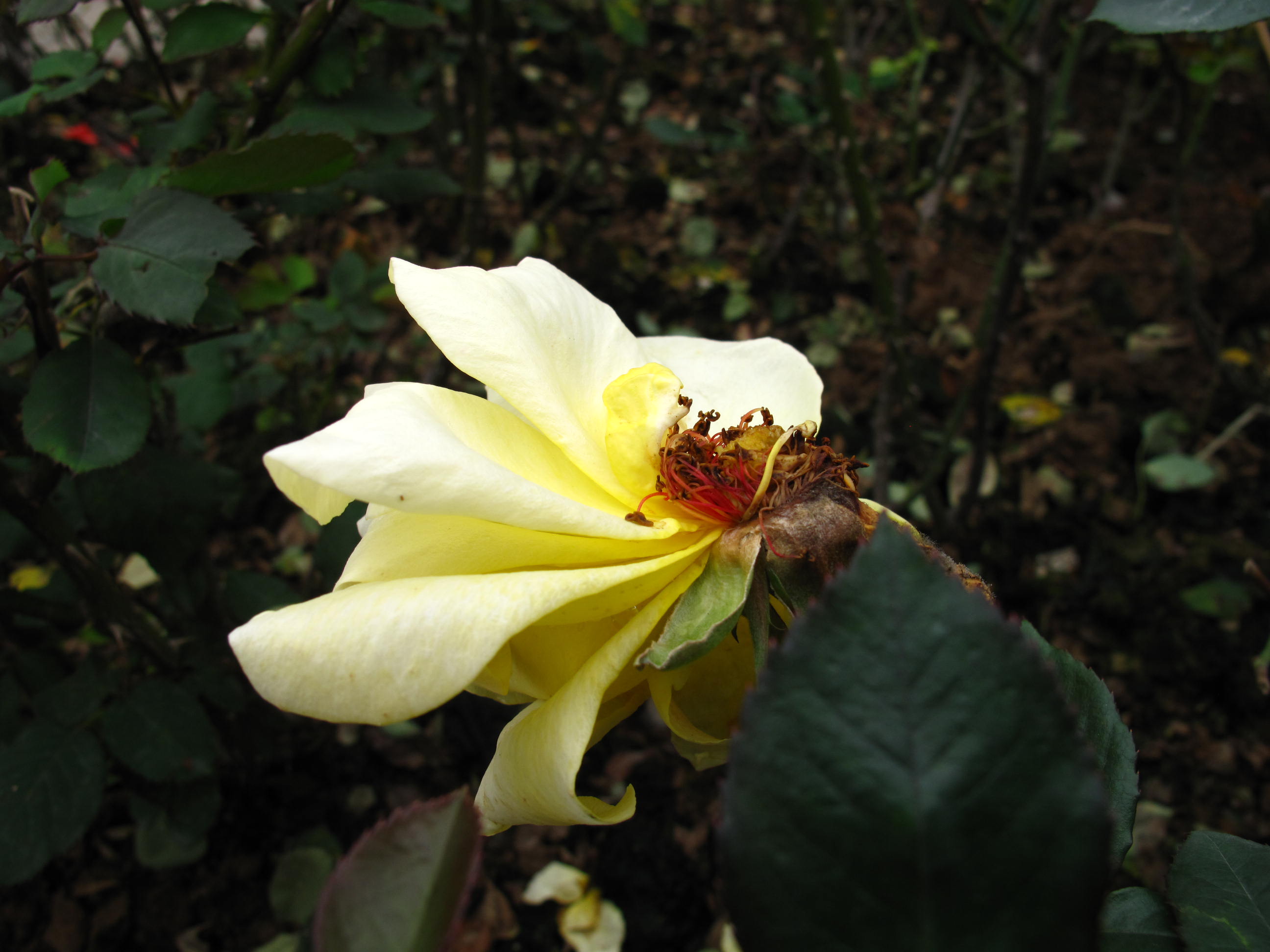 花败花还在
