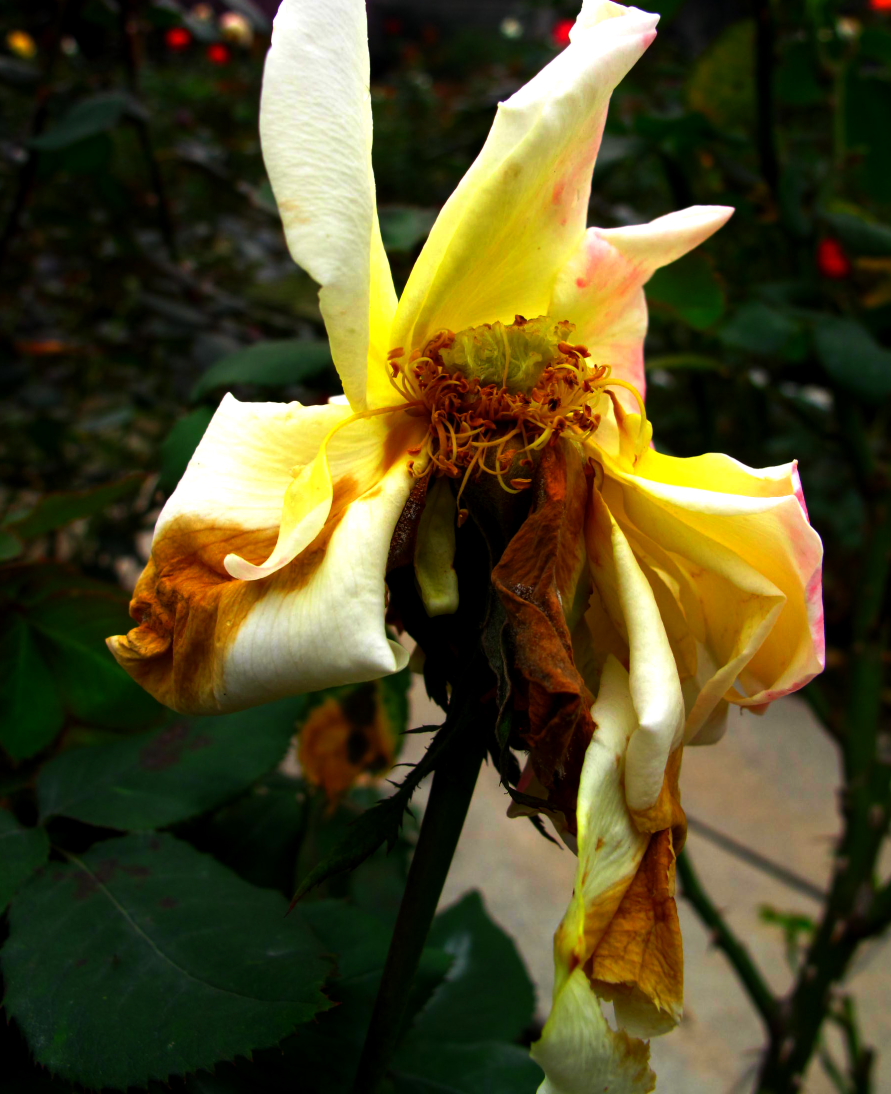 花败花还在