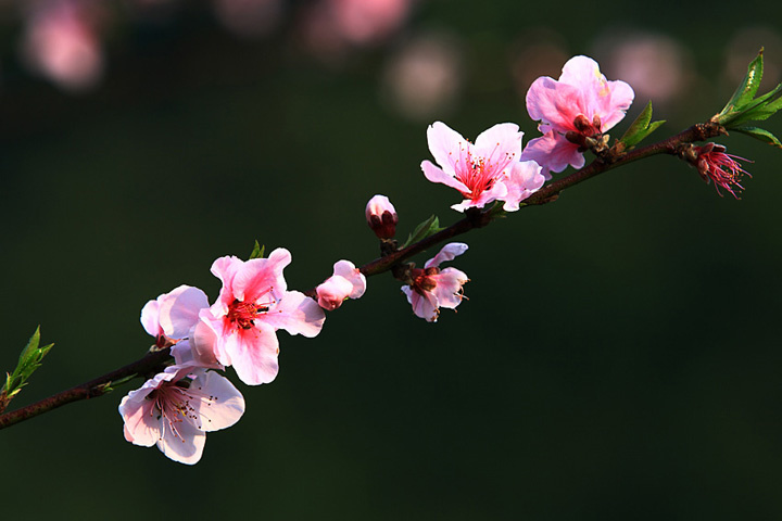 今天是桃李芬芳