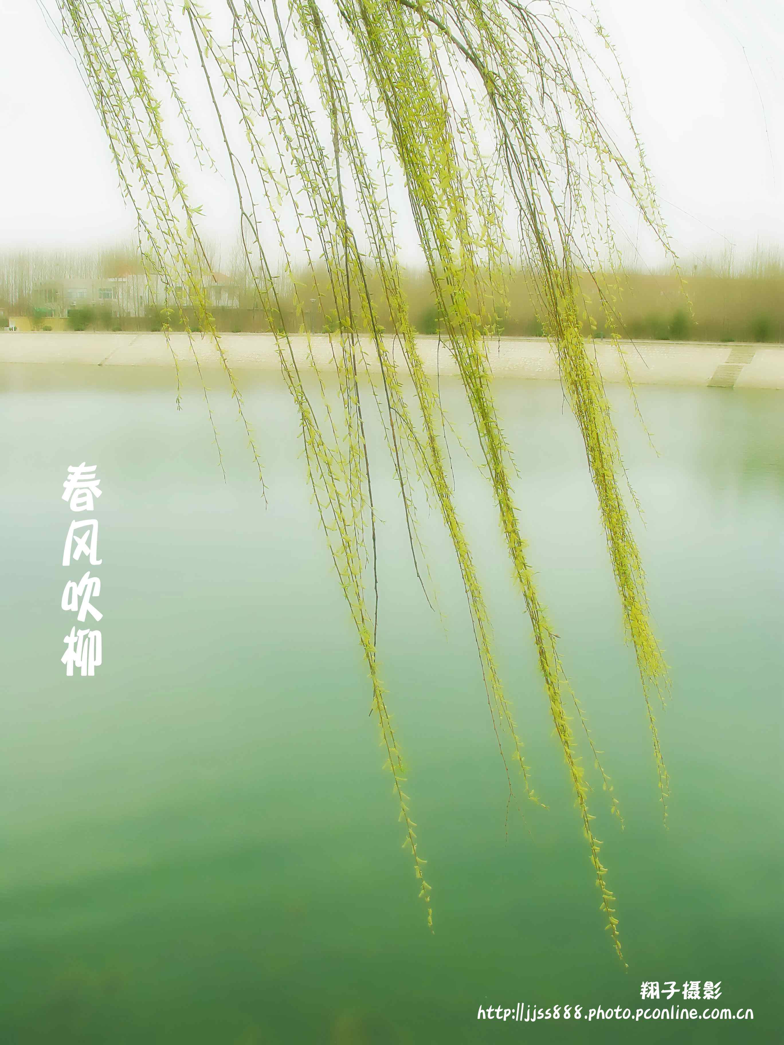 春风吹柳
