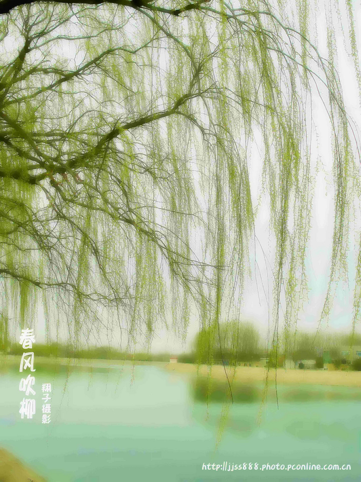 春风吹柳