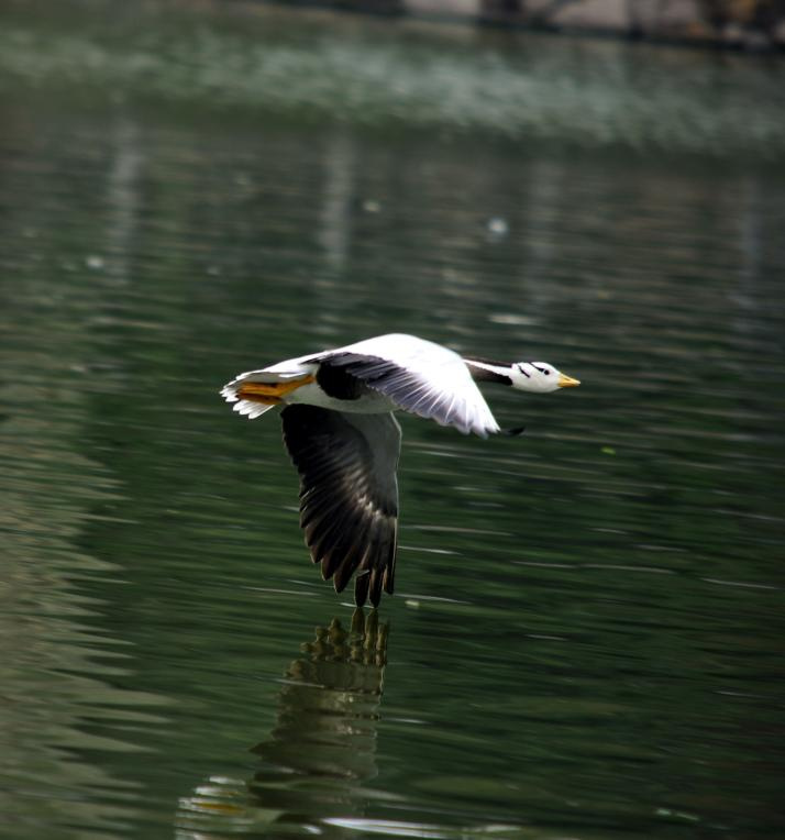 【飞向远方-之斑头雁摄影图片】上海生态摄影