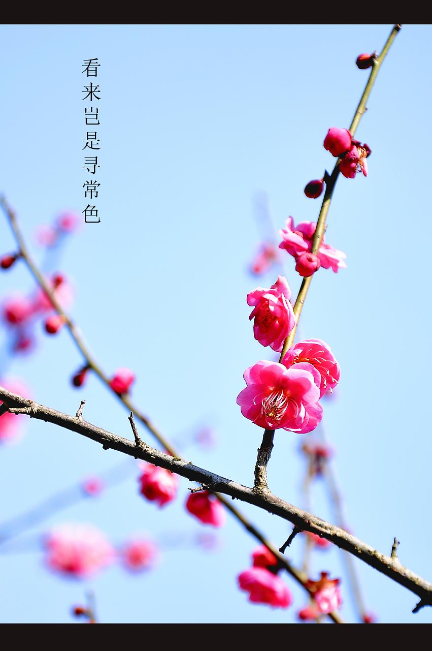 梅花一朵