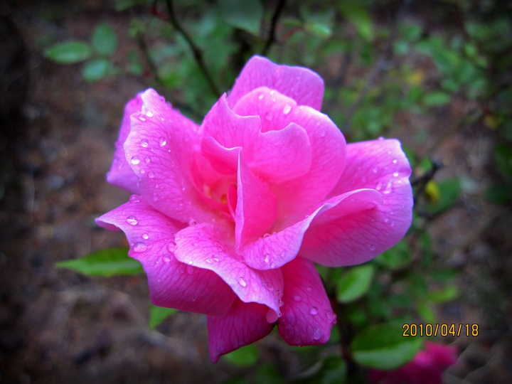 雨中花