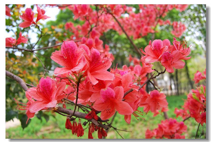 【杜鹃花花语(一)摄影图片】南京情侣园公园生