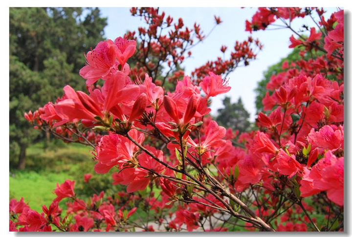 杜鹃花花语(一)