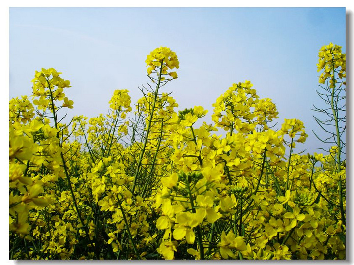 满山遍地油菜花(二)