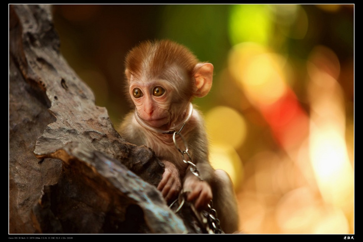 【可怜的小猴子摄影图片】三亚槟榔谷生态摄影