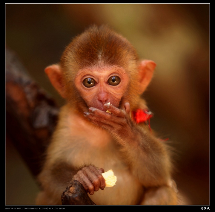【可怜的小猴子摄影图片】三亚槟榔谷生态摄影