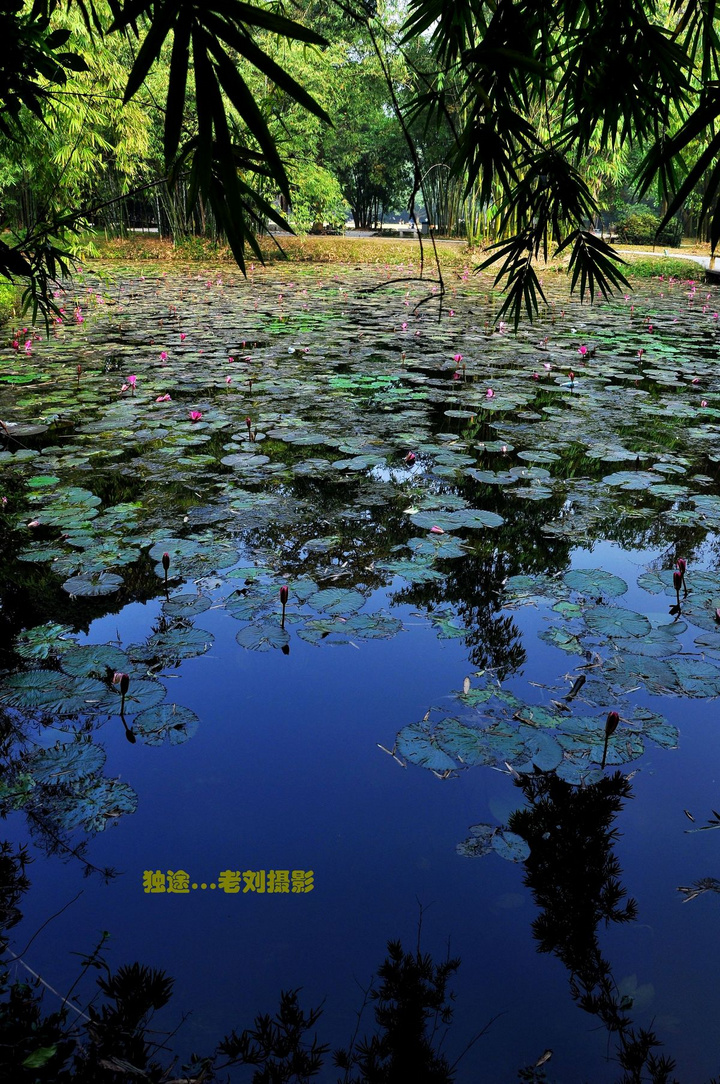 华南植物园之——随拍风景