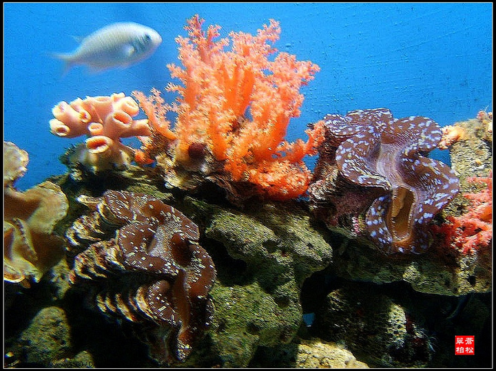【海洋生物摄影图片】大连海族馆生态摄影