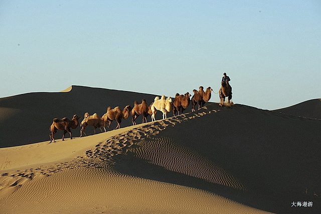 【额济纳之八道桥沙漠骆驼摄影图片】额济纳风