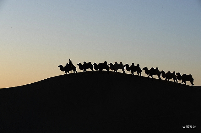 【额济纳之八道桥沙漠骆驼摄影图片】额济纳风