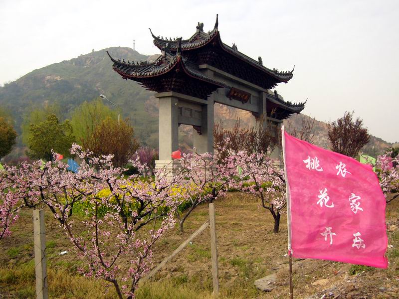 阳山桃花节