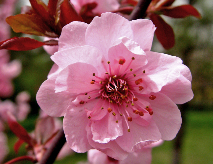 三晋4月桃梨花