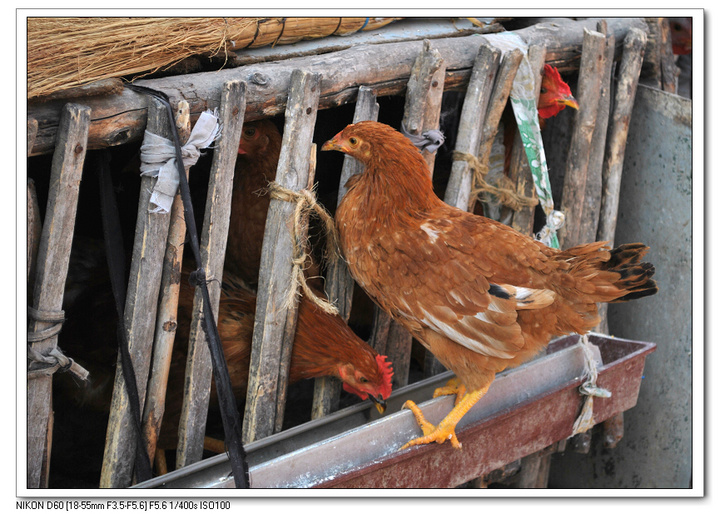 【农家小院里自养的家禽摄影图片】肇东生态摄