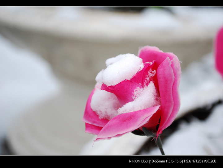 【哈尔滨的冬天开始下雪摄影图片】哈尔滨生态
