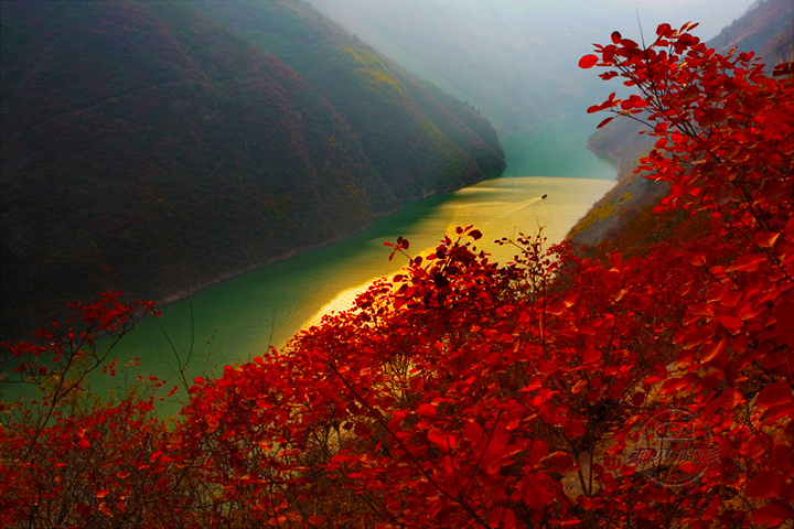 三峡红叶.(二)