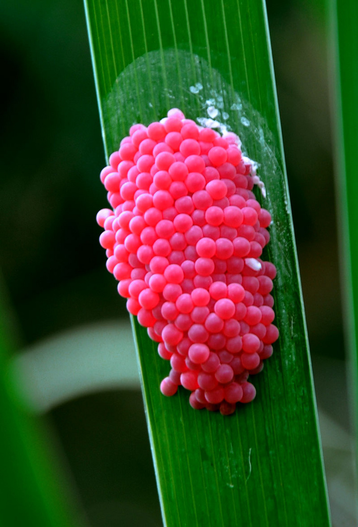 【虫卵的微观世界摄影图片】梅林公园生态摄影