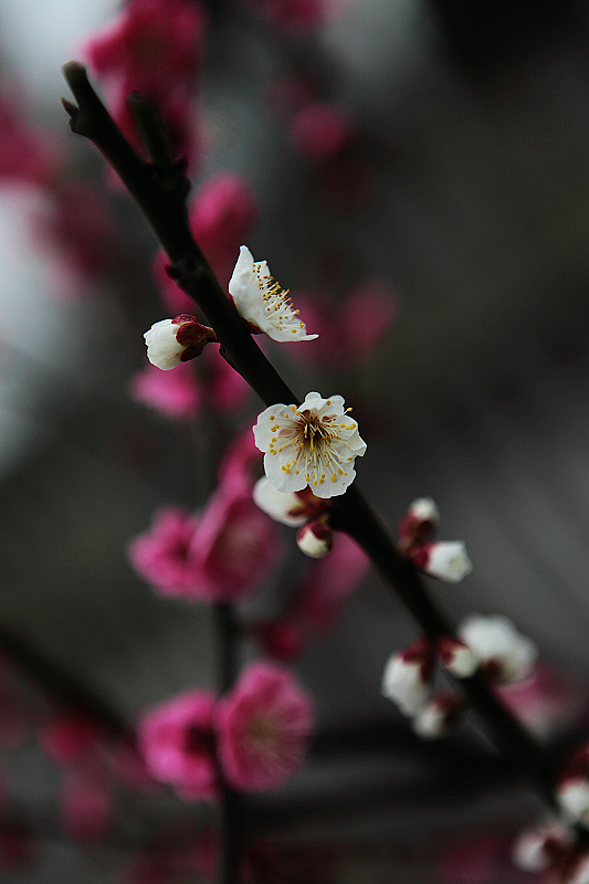 梅花(一)