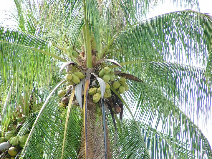 泰国普吉岛上的椰子树